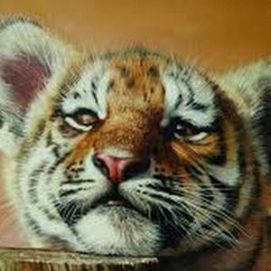 Meet your Posher, Nove